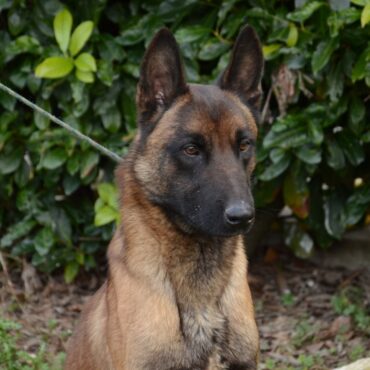 Adulto di Pastore Belga Malinois K9-V