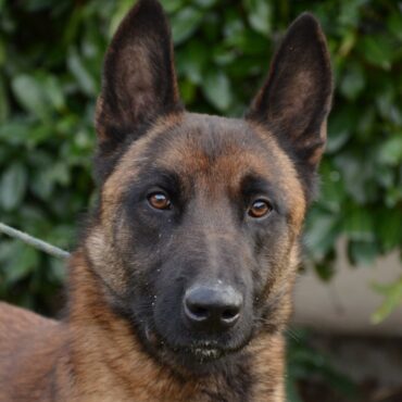 Adulto di Pastore Belga Malinois K9-V