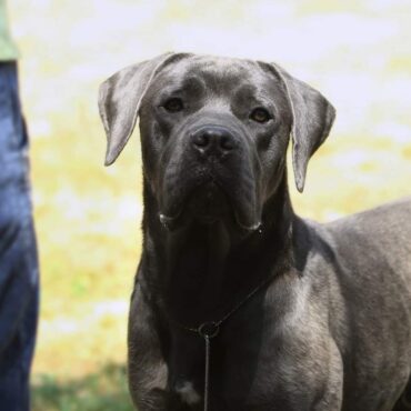 Cane Corso Adulto K9-V