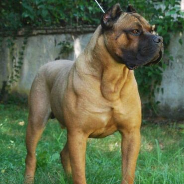 Cane Corso Adulto K9-V