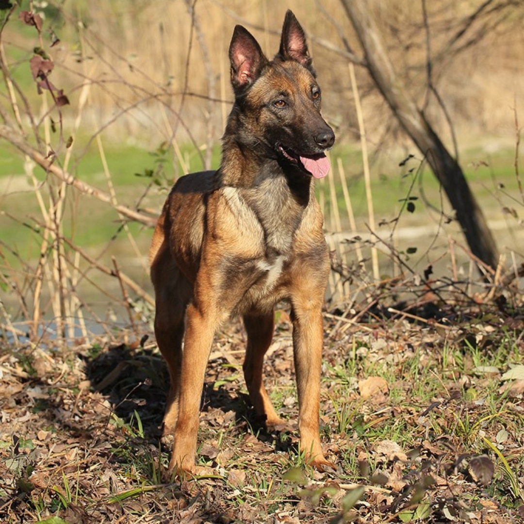 Adulto di Pastore Belga Malinois K9-V