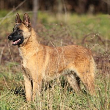 Adulto di Pastore Belga Malinois K9-V