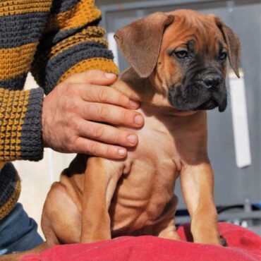 Cucciolo di Cane Corso K9-V