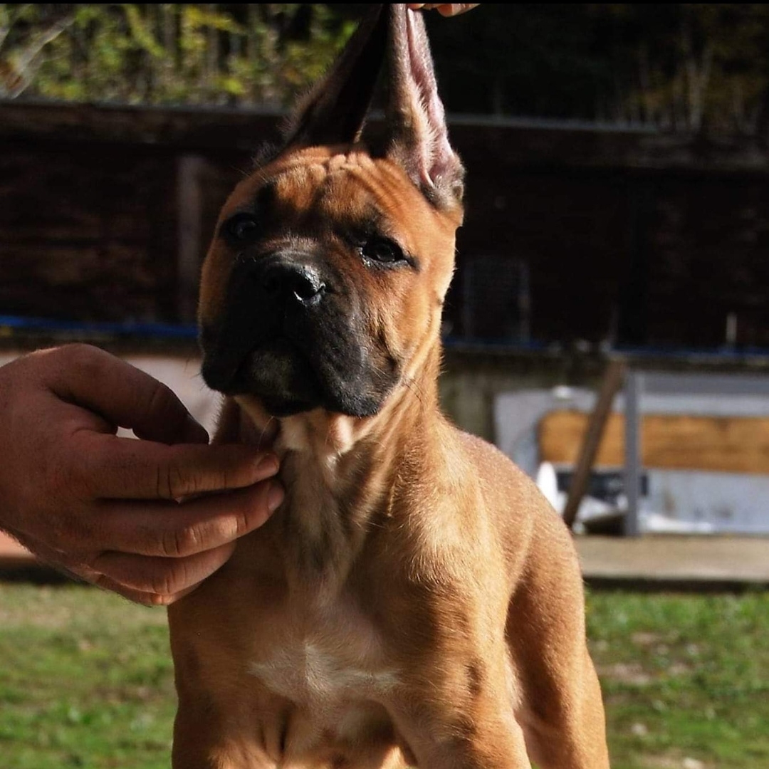 Cucciolo di Cane Corso K9-V