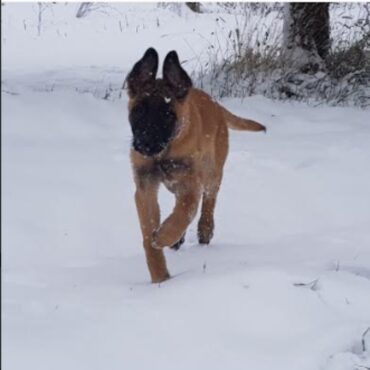 Cucciolo di Pastore Belga Malinois K9-V