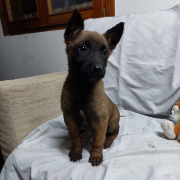 Cucciolo di Pastore Belga Malinois K9-V