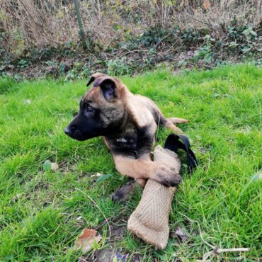 Cucciolo di Pastore Belga Malinois K9-V