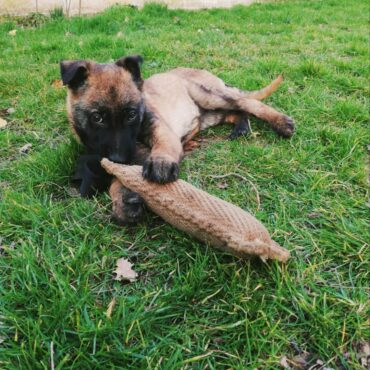 Cucciolo di Pastore Belga Malinois K9-V